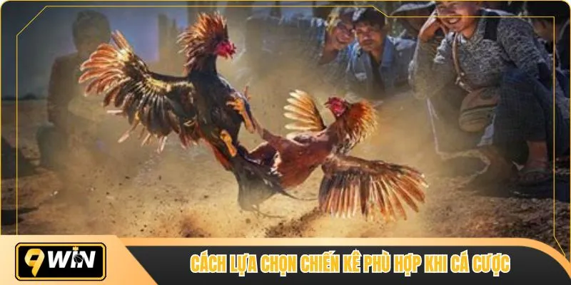 Cách lựa chọn chiến kê phù hợp khi cá cược 