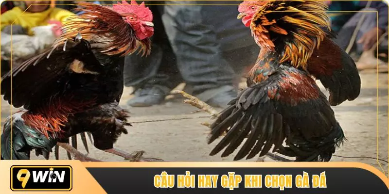 Câu hỏi hay gặp khi chọn gà đá