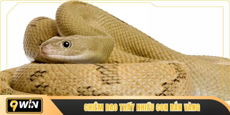 Chiêm bao thấy nhiều con rắn vàng