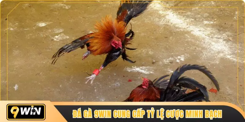Đá gà 9WIN cung cấp tỷ lệ cược minh bạch 