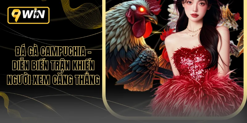 Đá Gà Campuchia - Diễn Biến Trận Khiến Người Xem Căng Thẳng