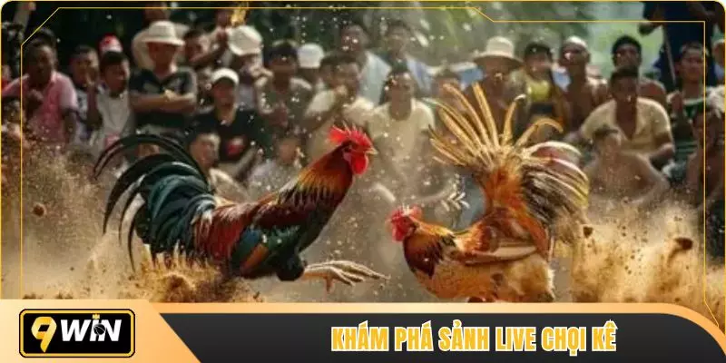 Khám phá sảnh live chọi kê