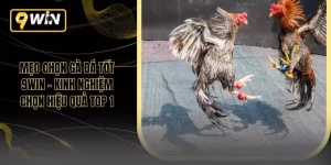 Mẹo Chọn Gà Đá Tốt 9WIN – Kinh Nghiệm Chọn Hiệu Quả Top 1