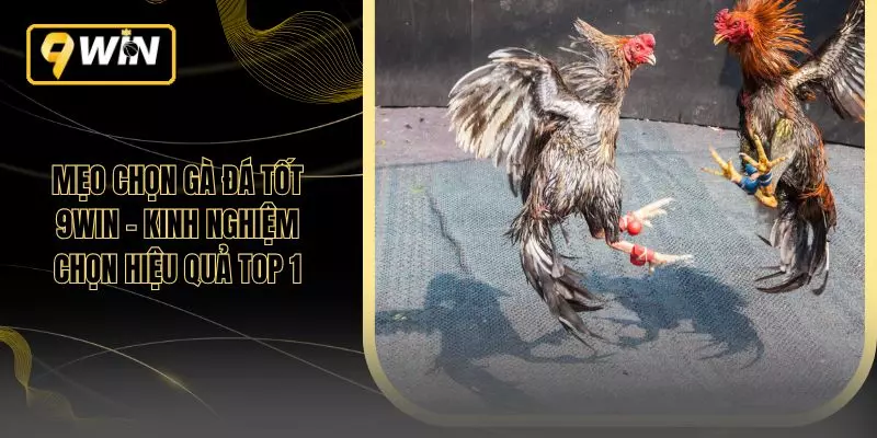 Mẹo Chọn Gà Đá Tốt 9WIN – Kinh Nghiệm Chọn Hiệu Quả Top 1
