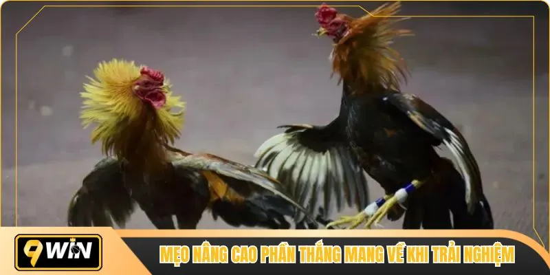 Mẹo nâng cao phần thắng mang về khi trải nghiệm 