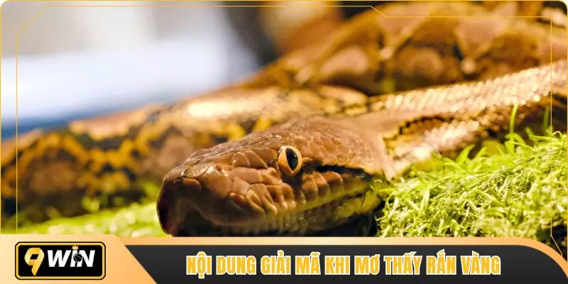 Nội dung giải mã khi mơ thấy rắn vàng
