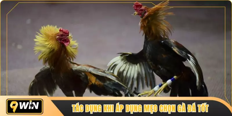 Tác dụng khi áp dụng mẹo chọn gà đá tốt